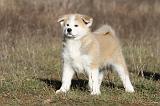 AKITA INU 004